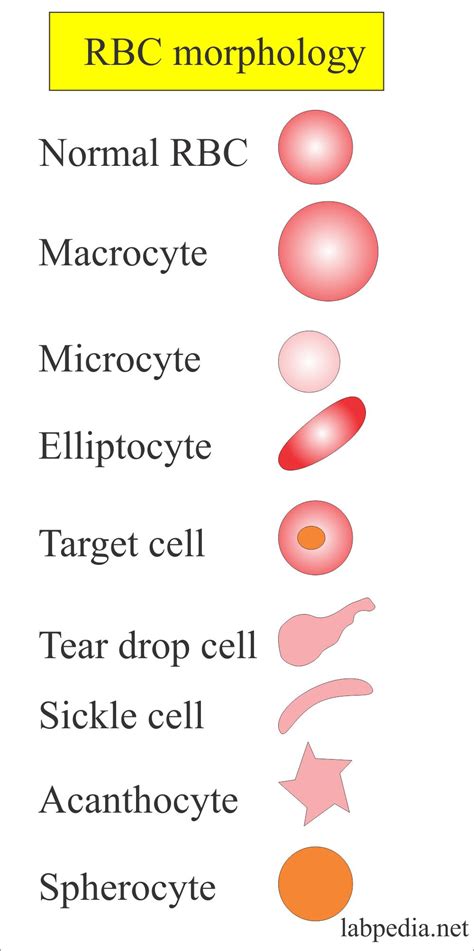rbc morphology blood test.